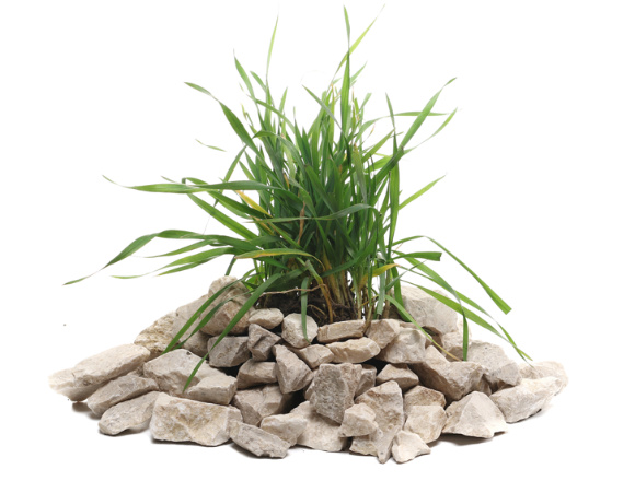 A tuft of grass growing out of a bed of rocks, on a white background